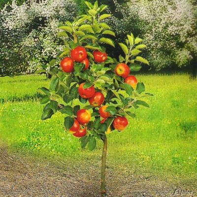 Balkon-Apfel 'Croquella' Balkon-Apfel 'Croquella'