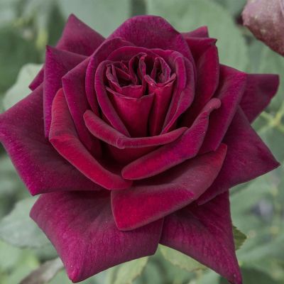 Edelrose 'Black Parfumella' Edelrose 'Black Parfumella'