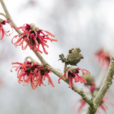 Zaubernuss 'Diane' Zaubernuss 'Diane'