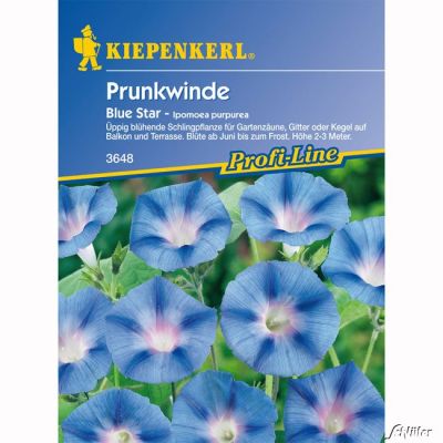 Winde (Prunkwinde) 'Blue Star' Winde (Prunkwinde) 'Blue Star'