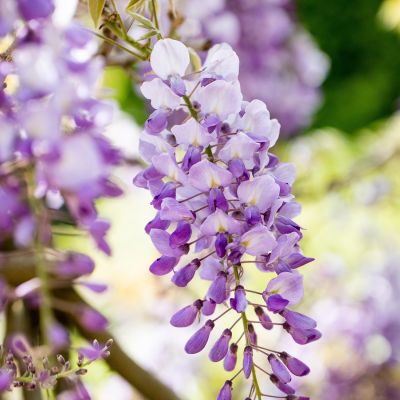 Chinesischer Blauregen 'Amethyst Falls' Chinesischer Blauregen 'Amethyst Falls'