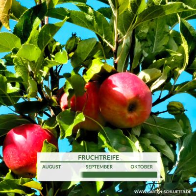 Säulenapfel 'Red River' Säulenapfel 'Red River'