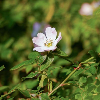 Rosa Canina,  Hundsrose Rosa Canina,  Hundsrose