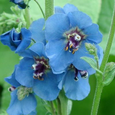 Königskerze 'Blue Lagoon'