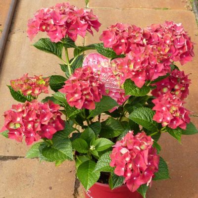 Gartenhortensie 'Green Shadow®'