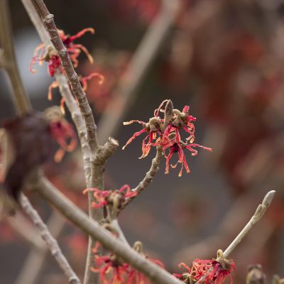 Zaubernuss 'Rubin' Zaubernuss 'Rubin'