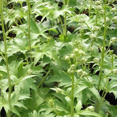 Rittersporn 'Sky Blue'