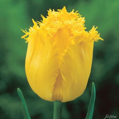 Gefranste Tulpe 'Hamilton' - 7 Stück