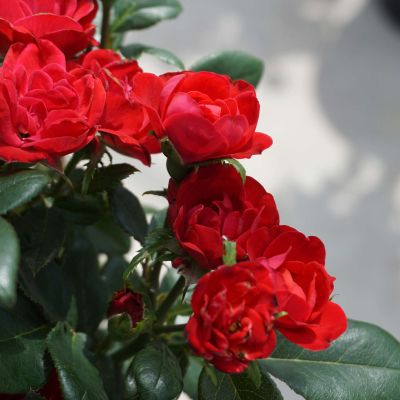 Topf-Rose 'Zepeti®' Topf-Rose 'Zepeti®'