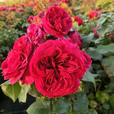 Nostalgische Rose 'Red Leonardo Da Vinci®' - ADR-Rose Nostalgische Rose 'Red Leonardo Da Vinci®' - ADR-Rose
