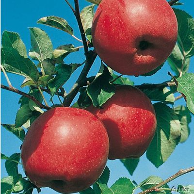 Zwerg-Apfel 'Reanda®' GEVO Zwerg-Apfel 'Reanda®' GEVO