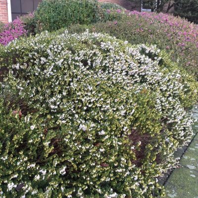 Winterheide - weiß Winterheide - weiß