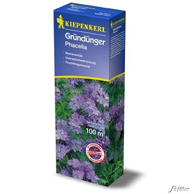Bienenfreund (Phacelia) Bienenfreund (Phacelia)