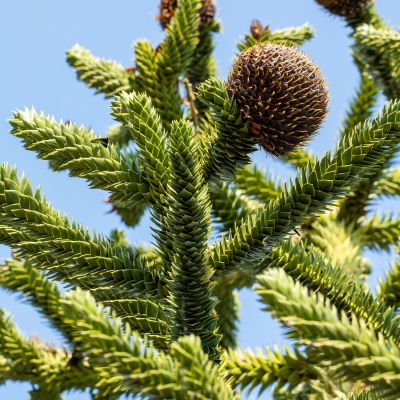 Chilenische Schmucktanne - Andentanne Chilenische Schmucktanne - Andentanne