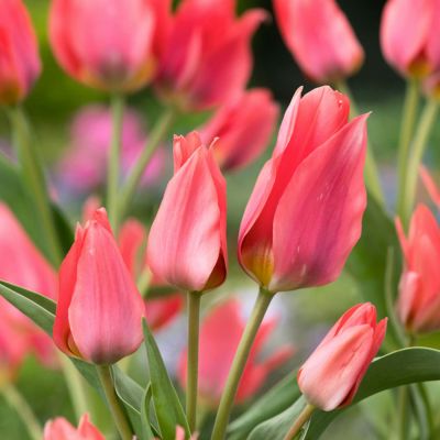 Mehrblütige Tulpe 'Toronto' - 10 Stück