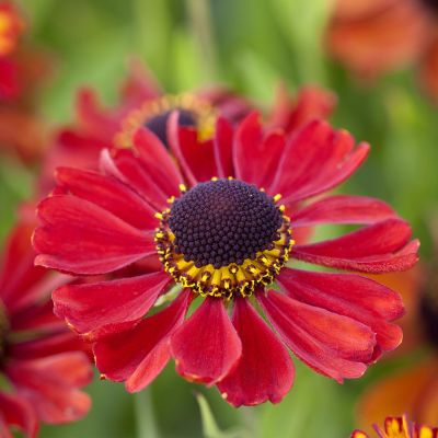 Sonnenbraut 'Kupferzwerg' Sonnenbraut 'Kupferzwerg'