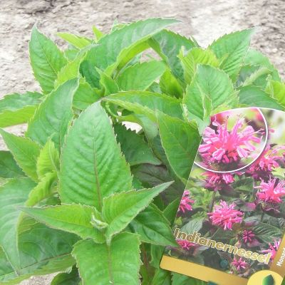 Indianernessel 'Pink Supreme'