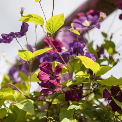 Clematis 'Rubra' Clematis 'Rubra'