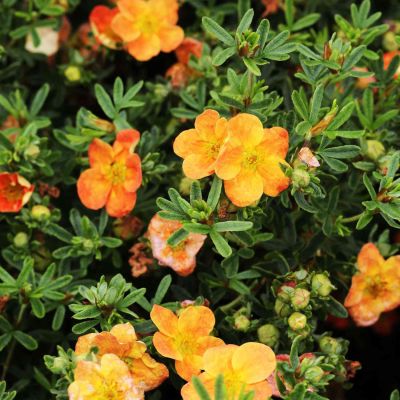Fingerstrauch 'Bella Sol®'