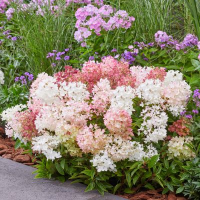 Zwerg-Rispenhortensie 'Groundbreaker'® Zwerg-Rispenhortensie 'Groundbreaker'®