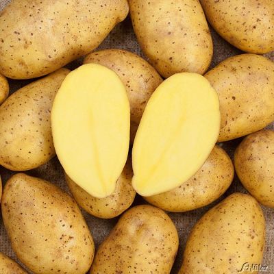 Pflanzkartoffeln 'Leyla' Pflanzkartoffeln 'Leyla'