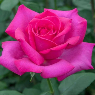 Edelrose 'Velasquez' Edelrose 'Velasquez'