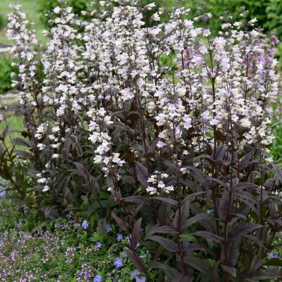 Bartfaden 'Onyx and Pearls'