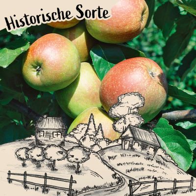 Apfel 'Kaiser Wilhelm' - Winterapfel Apfel 'Kaiser Wilhelm' - Winterapfel