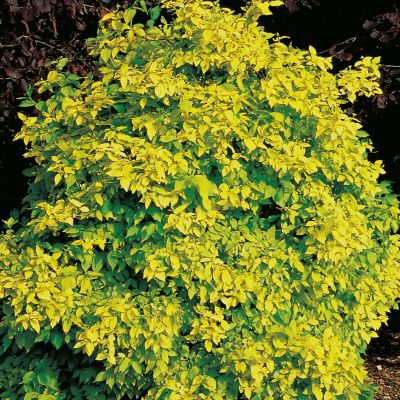 Duftender Bauernjasmin 'Aureus' - gelblaubig