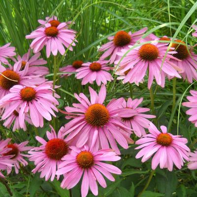 Purpur-Sonnenhut 'Honeydew' Purpur-Sonnenhut 'Honeydew'