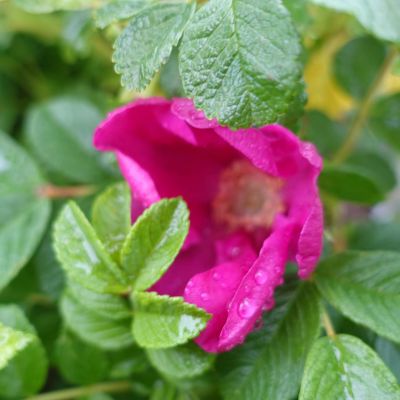 Hagebutte / Syltrose / Apfelrose Hagebutte / Syltrose / Apfelrose