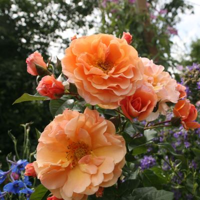 Strauchrose 'Arabia®' Strauchrose 'Arabia®'