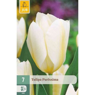 Fosteriana Tulpe 'White Emperor/Purissima' - 7 Stück
