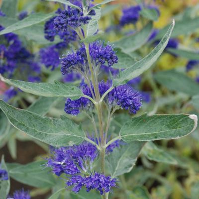 Bartblume 'Petit Bleu' Bartblume 'Petit Bleu'