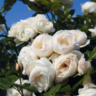 Kletterrose 'Uetersener Klosterrose®' Kletterrose 'Uetersener Klosterrose®'