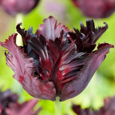 Papagei Tulpen 'Black Parrot' - 7 Stück