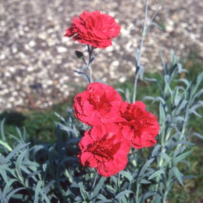 Gartennelke Rot - 1 Stück