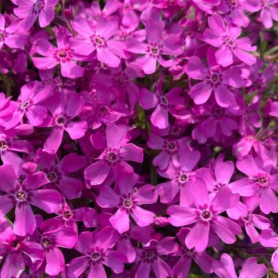 Roter Polsterphlox Roter Polsterphlox