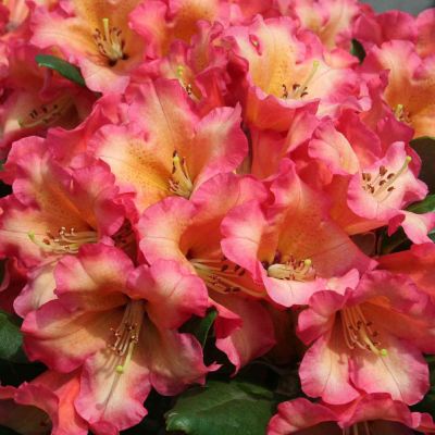 Ball-Rhododendron 'Lullaby' Ball-Rhododendron 'Lullaby'