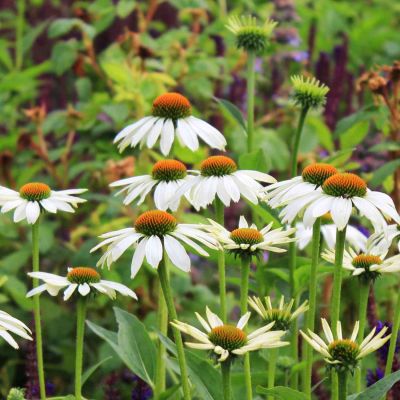 Weißer Sonnenhut 'Alba'