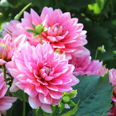 Beetdahlie 'Berliner Kleene' - 1 Stück