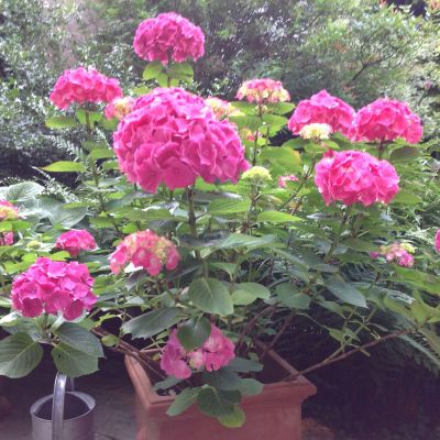 Ballhortensie 'Forever & Ever® Red' Ballhortensie 'Forever & Ever® Red'