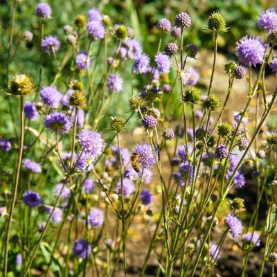 Acker-Witwenblume / Wiesen-Witwenblume / Wiesen-Skabiose