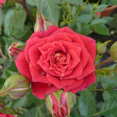 Stammrose 'Chili Clementine®' - 60 cm Stamm Stammrose 'Chili Clementine®' - 60 cm Stamm