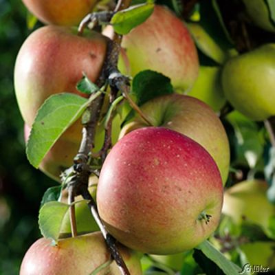 Zwerg-Apfel 'Pinova®'