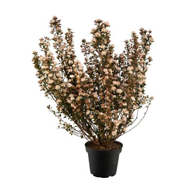 Blasenspiere 'Tiny Wine'