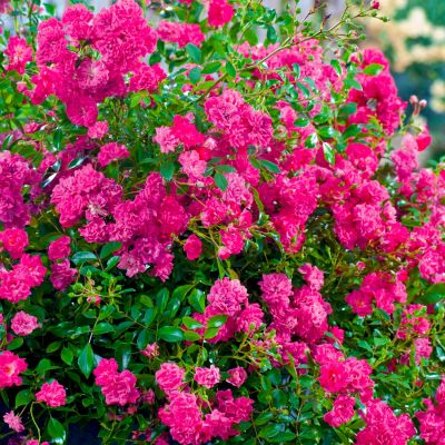 Stammrose 'Lovely Fairy®' - 60 cm Stamm Stammrose 'Lovely Fairy®' - 60 cm Stamm