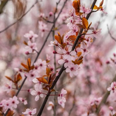 Blutpflaume 'Halloweenpflaume' -  Kleine Gartenforscher Blutpflaume 'Halloweenpflaume' -  Kleine Gartenforscher
