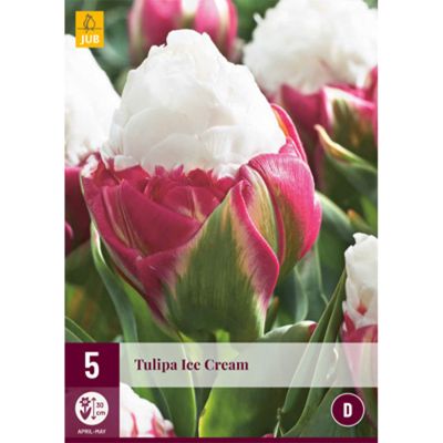 Gefüllte späte Tulpe 'Ice Cream' - 5 Stück