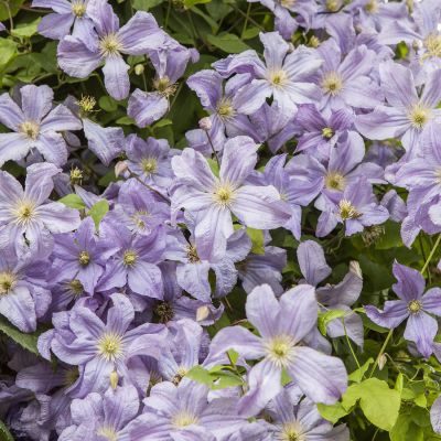 Clematis 'Prince Charles' Clematis 'Prince Charles'